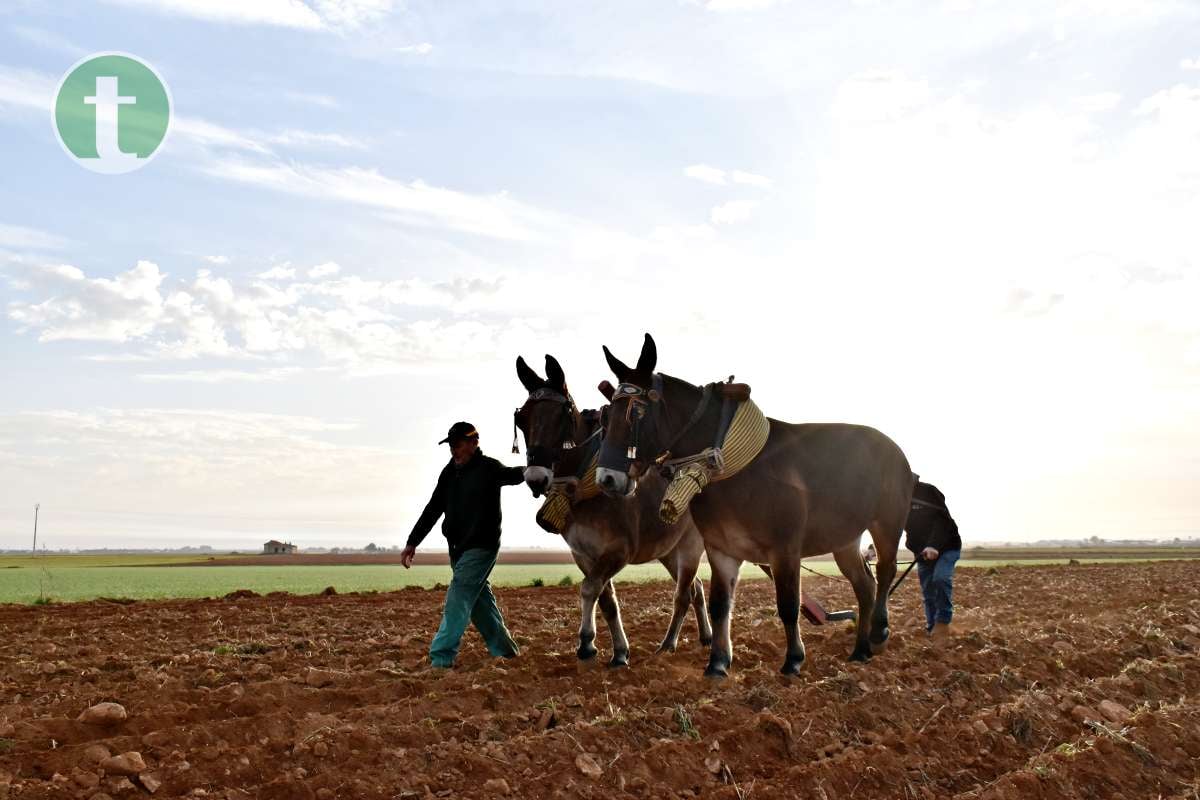 Tomelloso revive sus raíces con tradición y esfuerzo en el Día de la Simienza