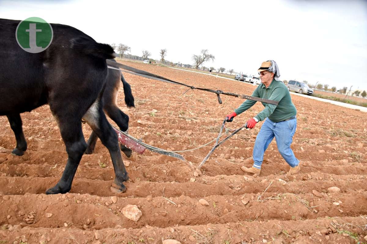 Tomelloso revive sus raíces con tradición y esfuerzo en el Día de la Simienza