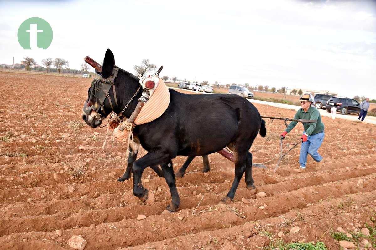 Tomelloso revive sus raíces con tradición y esfuerzo en el Día de la Simienza