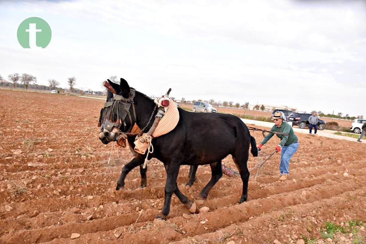 Tomelloso revive sus raíces con tradición y esfuerzo en el Día de la Simienza