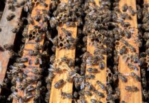 Apicultores españoles, franceses y portugueses se unen contra las importaciones masivas de miel falsa