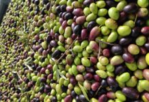 Cooperativas C-LM cierra un 2024 intenso y espera comenzar 2025 con una campaña de aceituna con precios «razonables»