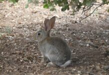 Agricultores y ganaderos denuncian inacción ante la plaga de conejos
