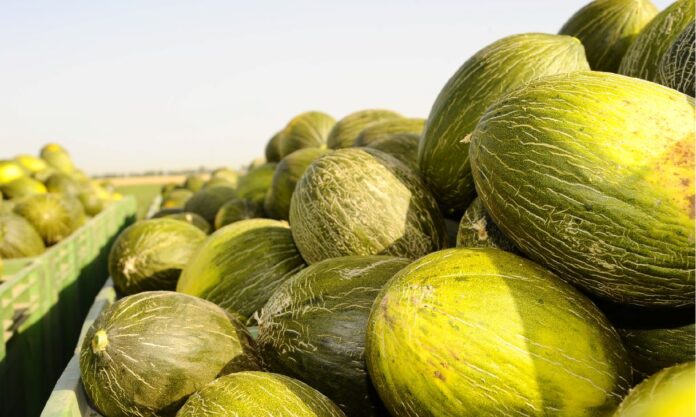 melon-melones-2025-02-28_09-41