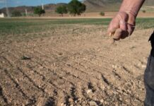 Ayudas de hasta 2.350 euros para los agricultores de C-LM por la sequía