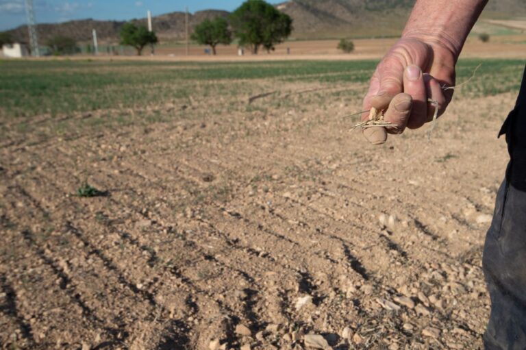 Ayudas de hasta 2.350 euros para los agricultores de C-LM por la sequía