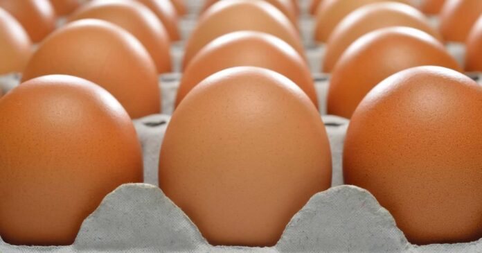 carton-de-huevos
