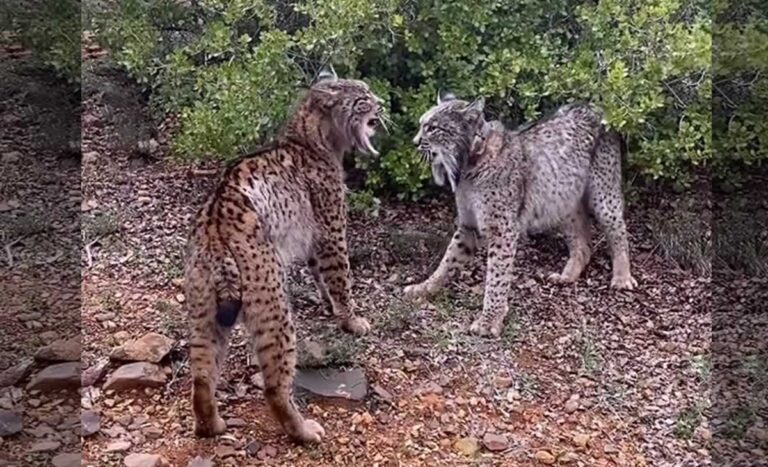 VIDEO: ¡A cabezazos! La insólita pelea de dos linces en Ciudad Real