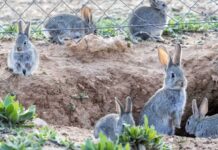 Las medidas C-LM para lidiar con la sobrepoblación de conejos: ayudas, caza con escopeta y huroneros