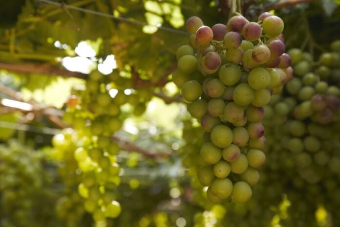 uvas-vinos-vinedos-2025-03-24_13-43