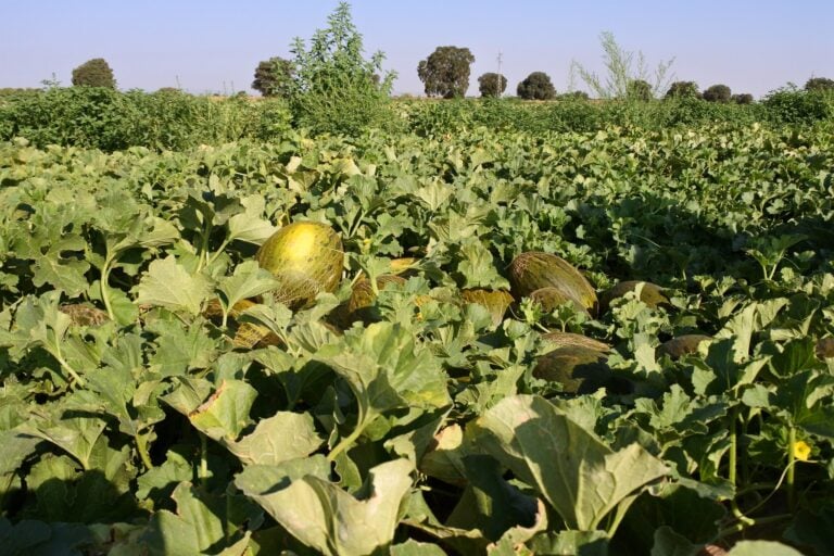 La Interprofesional del melón y sandía de Castilla-La Mancha tacha la campaña de «desastrosa»