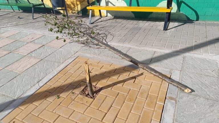 «No se trata solo de un árbol; se trata de un llamado a la responsabilidad y al civismo»