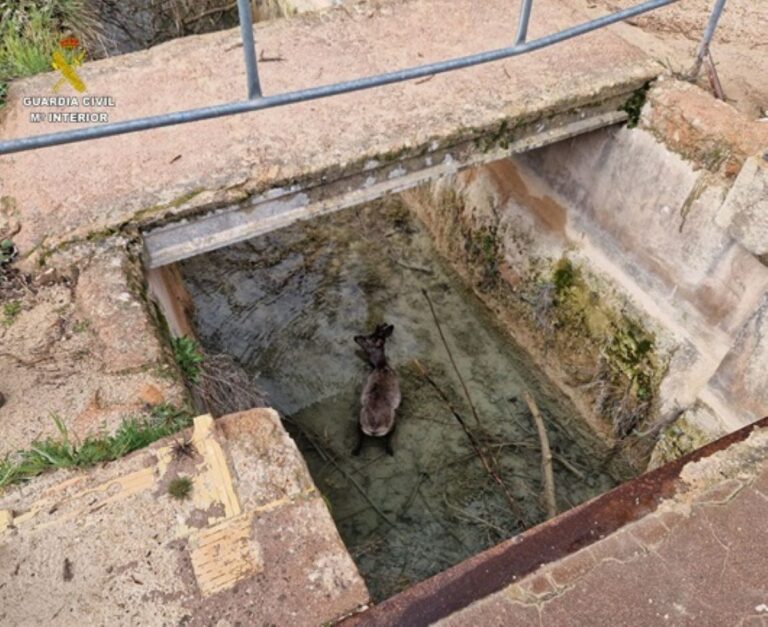 Rescatado un corzo que se había caído a un canal de abastecimiento de agua en el Parque de las Lagunas de Ruidera