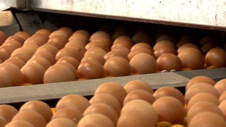 El precio del huevo en origen ha subido un 21 % este año en la Unión Europea