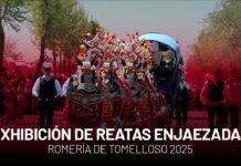 Mulas, carros y tradición: el corazón de Tomelloso late más fuerte en su Romería Romería de Tomelloso 2025