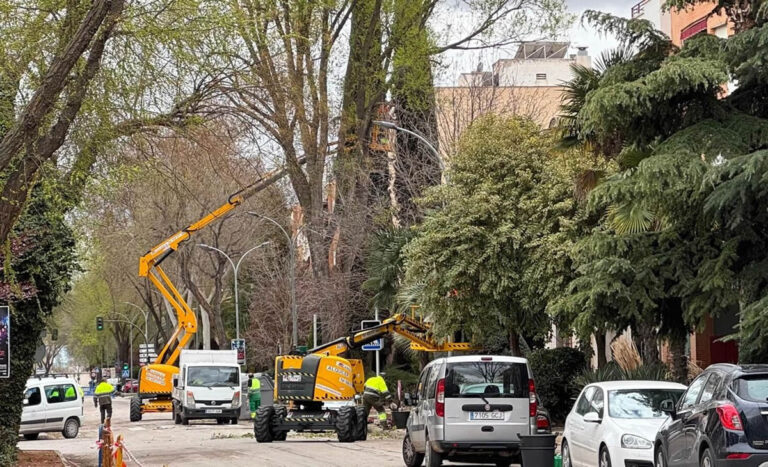 El PSOE de Tomelloso acusa al equipo de gobierno de “negligencia” por los daños al arbolado del Paseo de San Isidro