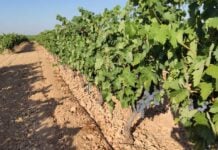 Aprobada la superficie para nuevas plantaciones de viñedos en 2026