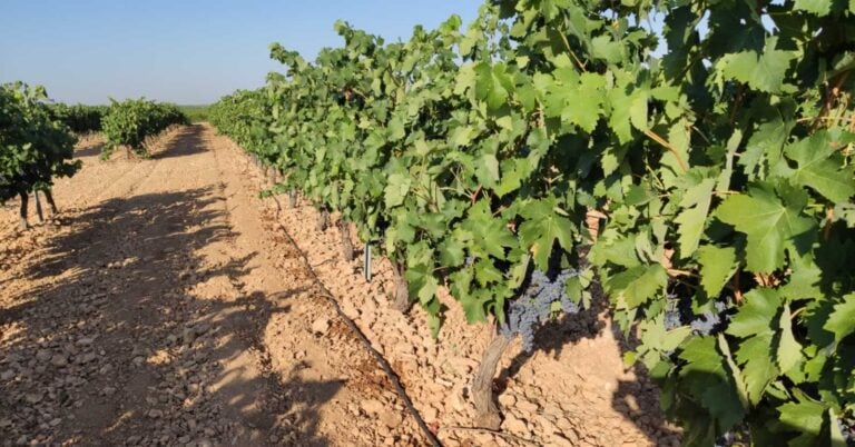 Aprobada la superficie para nuevas plantaciones de viñedos en 2026