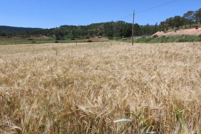 UPA C-LM pide medidas urgentes para el cultivo de cereal: «Muchos están contra las cuerdas»