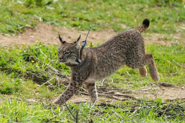 Primera translocación de lince ibérico entre CCAA: C-LM cede un ejemplar