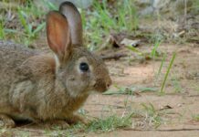 Asaja CLM pide ampliar la caza del conejo por las «graves pérdidas» que ocasiona al sector agrario