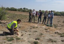 Castilla-La Mancha intensifica el control de conejos en zonas con sobrepoblación para proteger los cultivos