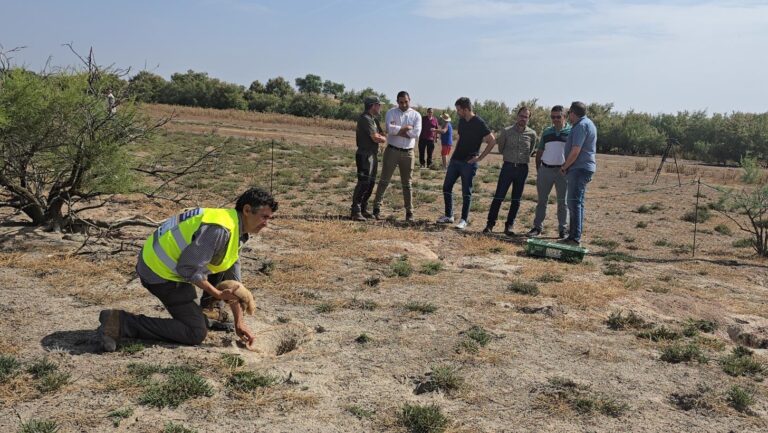 Castilla-La Mancha intensifica el control de conejos en zonas con sobrepoblación para proteger los cultivos