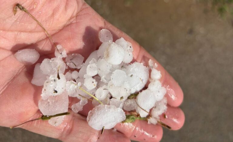 El granizo causa daños importantes en viñedos de Tomelloso