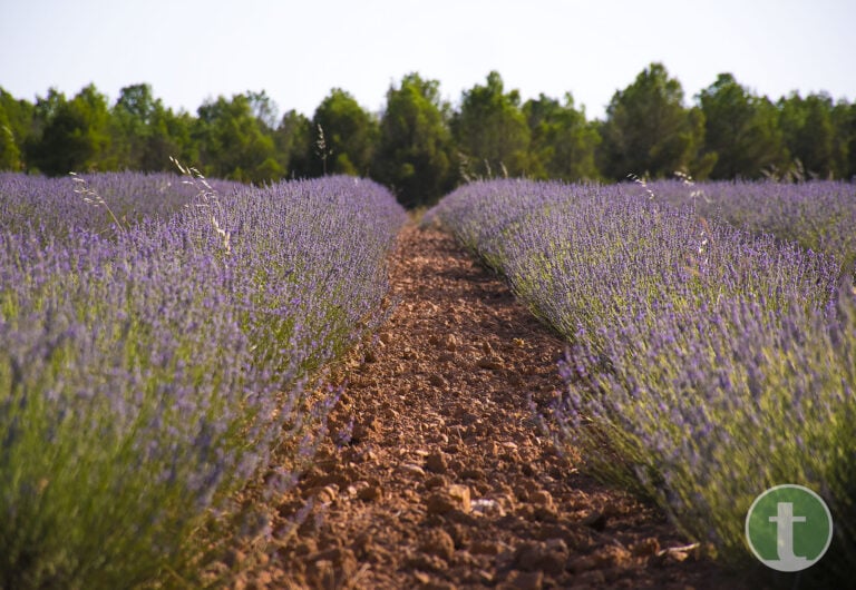 Lavanda a finales de junio