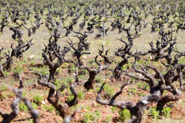 Luz verde a 76,5 millones para intervenciones en el sector del vino en C-LM