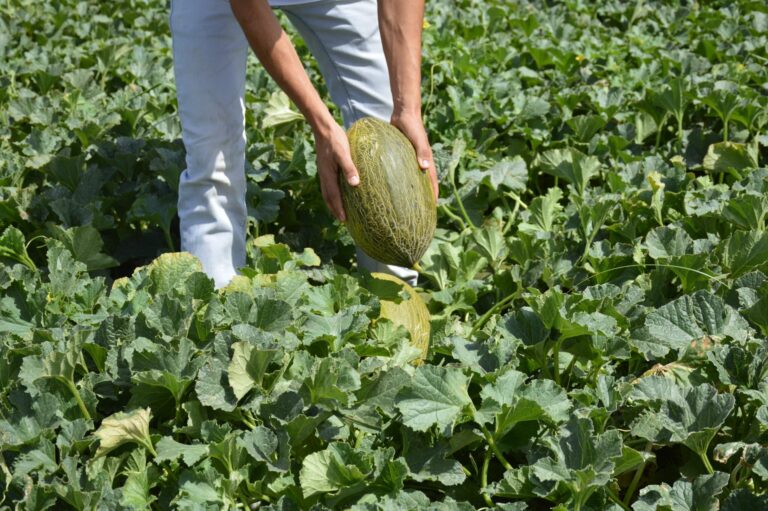 Arranca la campaña del melón y la sandía en Castilla-La Mancha con precios por debajo del coste