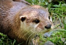 Nutrias, galápagos y y garzas imperiales, entre los animales que se pueden avistar en las Lagunas de Ruidera, a un paso de Tomelloso