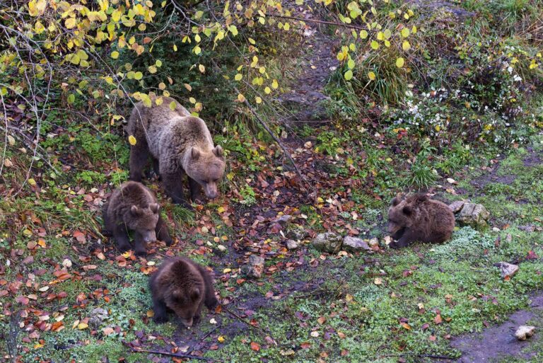 Parque Cinegético El Hosquillo: fauna y naturaleza únicas en el corazón de la Serranía de Cuenca