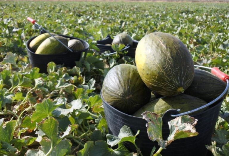 Hasta el 35 % del melón y la sandía, sin recoger: la campaña 2025 cierra con pérdidas históricas