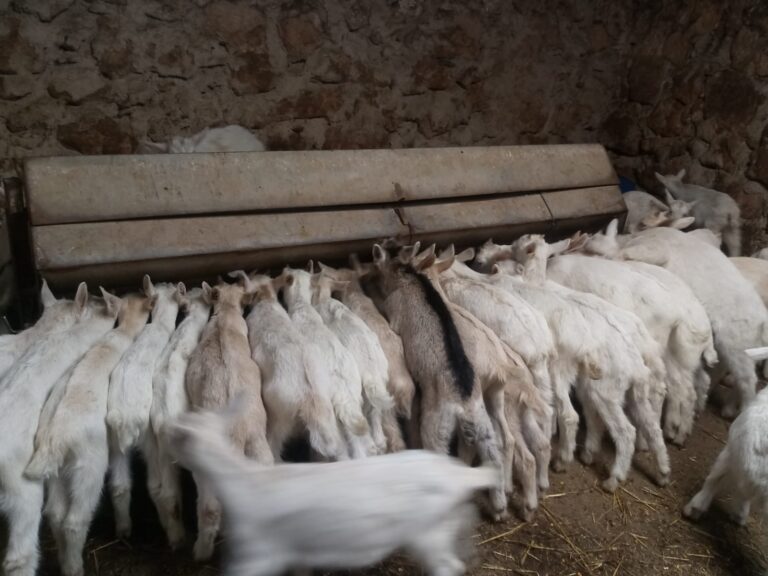 Aprobados 4 millones para ayudar a los ganaderos afectados por la lengua azul en Toledo y Ciudad Real en 2024