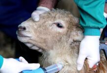 Detectados nuevos focos de lengua azul en Castilla-La Mancha