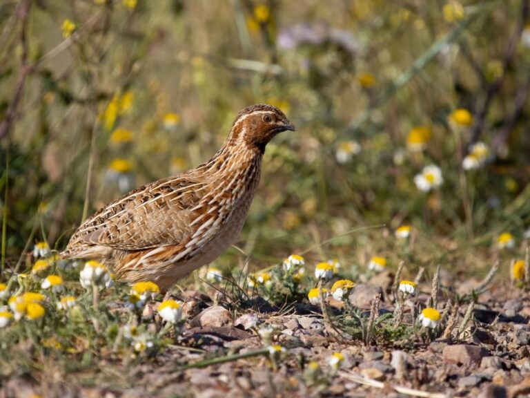 Vuelve la caza de la tórtola europea a Castilla-La Mancha tras cuatro años de moratoria