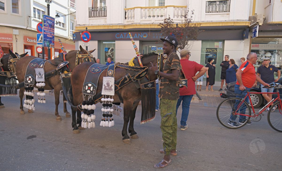 Mulas y carros, tradición viva en la Feria de Tomelloso
