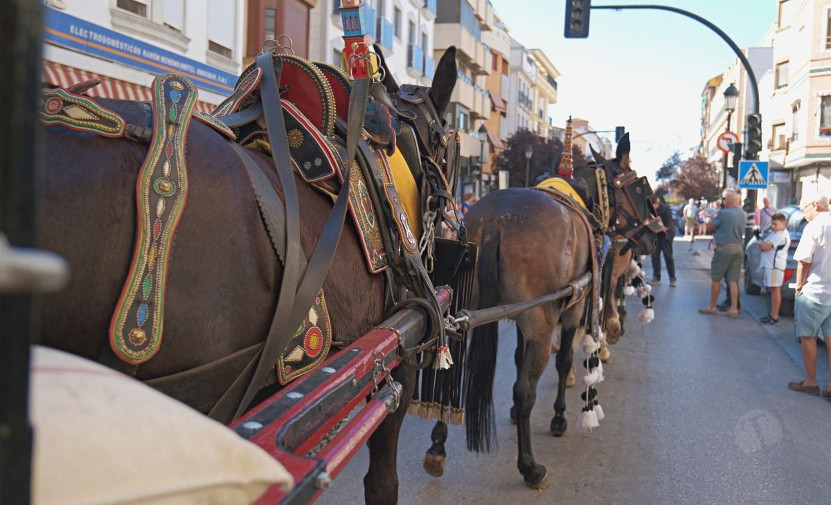 Mulas y carros, tradición viva en la Feria de Tomelloso