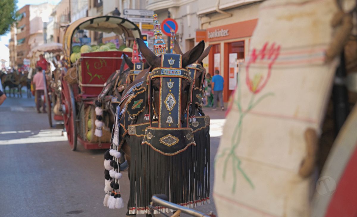 Mulas y carros, tradición viva en la Feria de Tomelloso
