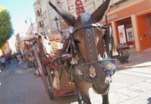 Mulas y carros, tradición viva en la Feria de Tomelloso