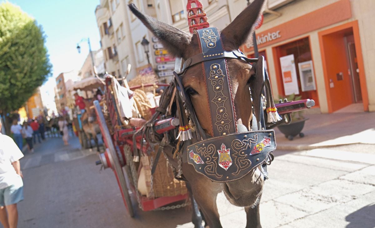 Mulas y carros, tradición viva en la Feria de Tomelloso