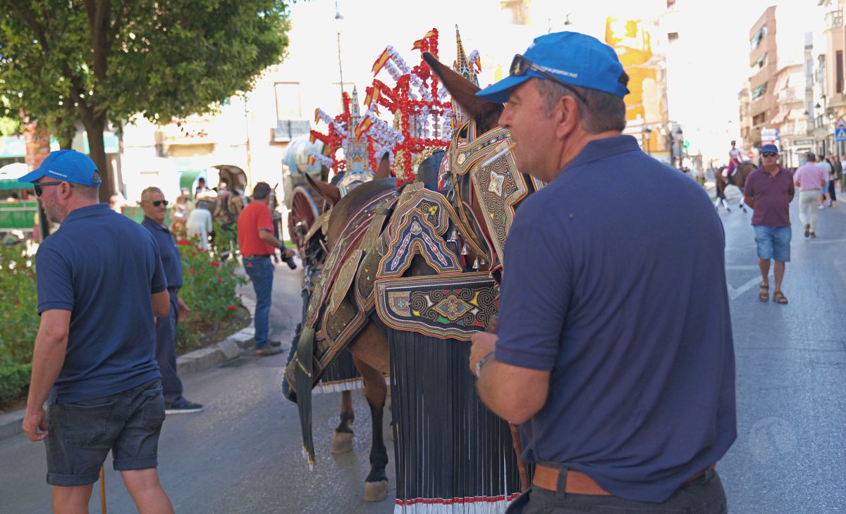 Mulas y carros, tradición viva en la Feria de Tomelloso