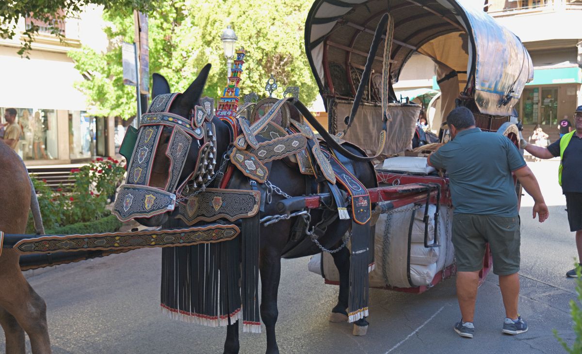 Mulas y carros, tradición viva en la Feria de Tomelloso
