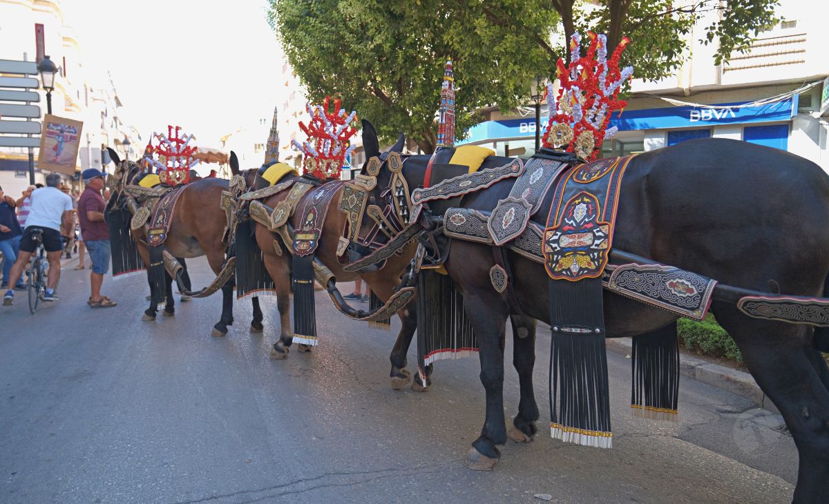 Mulas y carros, tradición viva en la Feria de Tomelloso