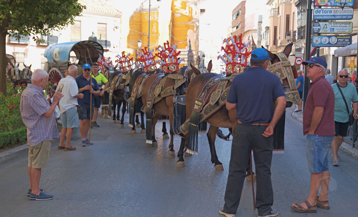 Mulas y carros, tradición viva en la Feria de Tomelloso