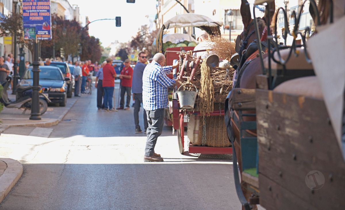 Mulas y carros, tradición viva en la Feria de Tomelloso