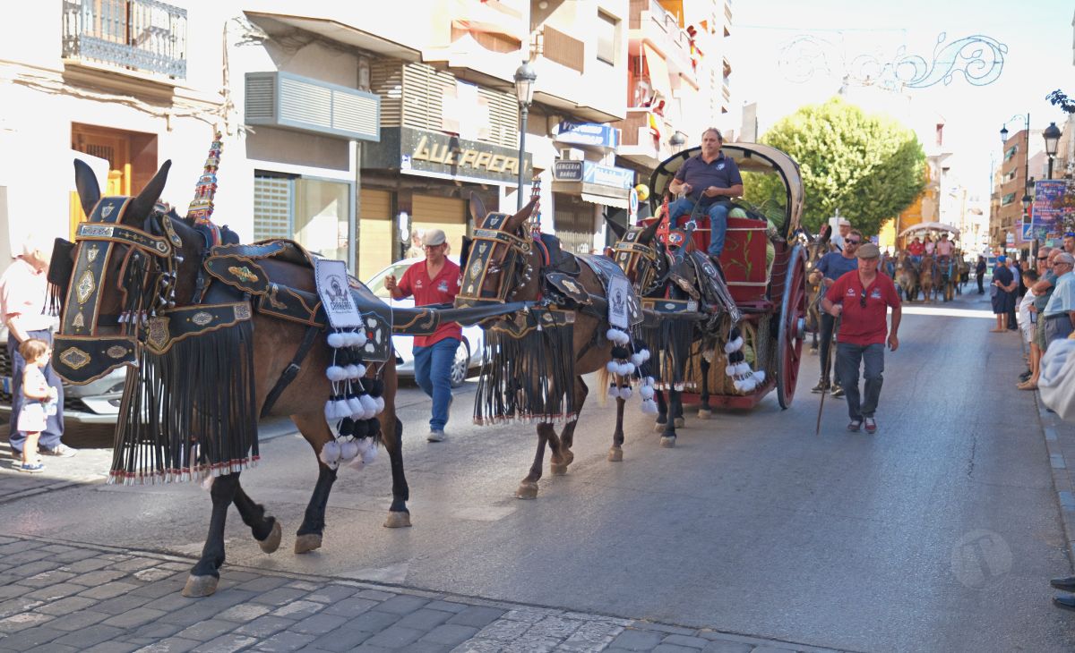 Mulas y carros, tradición viva en la Feria de Tomelloso