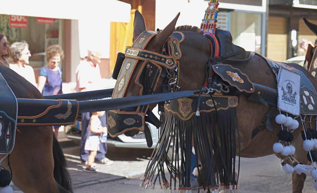 Mulas y carros, tradición viva en la Feria de Tomelloso