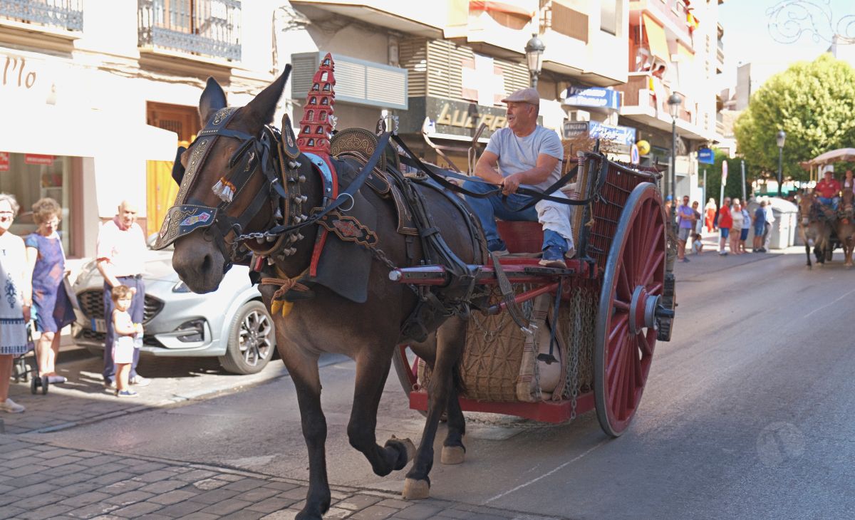 Mulas y carros, tradición viva en la Feria de Tomelloso
